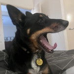 Un Pembroke Kelpie Dog portant un collier autour du cou et semblant bâiller 