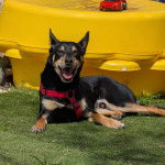 Un Pembroke Kelpie Dog allongé sur une surface gazonnée et portant un harnais 
