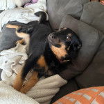 Un Pembroke Kelpie Dog allongé sur un canapé et portant un collier autour du cou