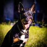 Un Pembroke Kelpie Dog tirant la langue et portant un collier autour du cou