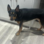 Photo Pembroke Kelpie Dog