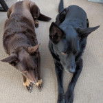 Deux Pembroke Kelpie Dog allongé sur une moquette et semblant tous deux détendus