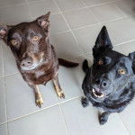 Deux Pembroke Kelpie Dog assis sur un sol carrelé 