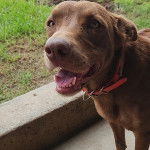 Un Pembroke Kelpie Dog sur une surface bétonnée et portant un collier autour du cou