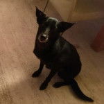 Un Pembroke Kelpie Dog assis sur un plancher et regardant vers la caméra