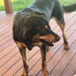 Un Pembroke Kelpie Dog sur une terrasse en bois et semblant détendu 
