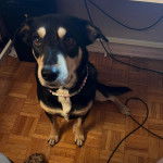 Un Pembroke Kelpie Dog assis sur un plancher et portant un collier autour du cou