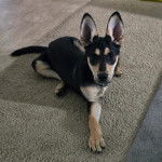 Un Pembroke Kelpie Dog allongé sur un tapis et portant un collier autour du cou