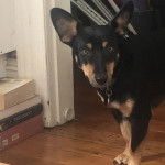 Un Pembroke Kelpie Dog sur un plancher et portant un collier autour du cou