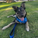 Un Pembroke Kelpie Dog ayant la langue pendante et qui est tenu en laisse 