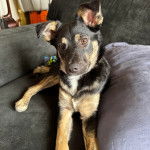 Un Pembroke Kelpie Dog allongé sur un canapé et regardant vers la caméra 