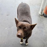 Un Pembroke Kelpie Dog sur une surface bétonnée et portant un collier autour du cou