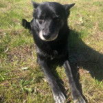 Un Pembroke Kelpie Dog allongé sur un terrain herbeux et regardant vers la caméra 