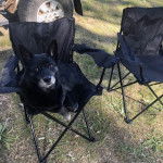 Un Pembroke Kelpie Dog allongé sur une chaise 