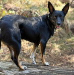 Un Pembroke Kelpie Dog sur un tronc d'arbre et portant un collier autour du cou