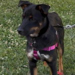 Un Pembroke Kelpie Dog sur une surface herbacée et qui est tenu en laisse
