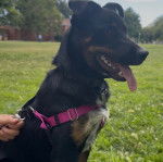 Un Pembroke Kelpie Dog ayant la langue pendante et qui est tenu en laisse 