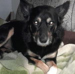 Un Pembroke Kelpie Dog allongé sur un canapé 