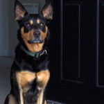 Un Pembroke Kelpie Dog assis et portant un collier autour du cou