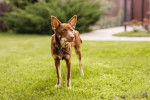 Un Pembroke Kelpie Dog sur un terrain herbeux et portant un collier autour du cou