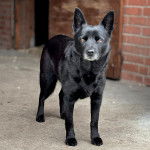 Un Pembroke Kelpie Dog sur une surface bétonnée et regardant vers la caméra
