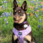 Un Pembroke Kelpie Dog assis sur une surface herbacée et portant un collier autour du cou