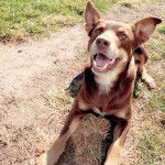 Un Pembroke Kelpie Dog allongé sur une surface herbacée et ayant la gueule légèrement ouverte 