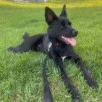 Un Pembroke Kelpie Dog allongé sur une surface gazonnée et qui est tenu en laisse 