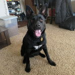 Un Pembroke Kelpie Dog assis sur une moquette et portant un collier autour du cou