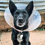Un Pembroke Kelpie Dog portant un collier autour du cou et un carcan 