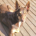 Un Pembroke Kelpie Dog allongé sur une terrasse en bois et regardant vers la caméra 