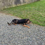 Un Pembroke Kelpie Dog allongé sur des gravillons et portant un collier autour du coiu