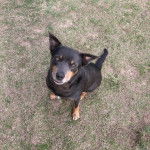 Un Pembroke Kelpie Dog assis sur une surface herbacée et regardant vers la caméra 