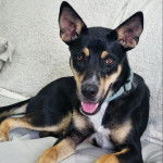 Un Pembroke Kelpie Dog allongé et portant un collier autour du cou