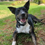 Un Pembroke Kelpie Dog allongé sur une surface herbacée et portant un collier autour du cou