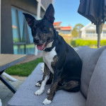 Un Pembroke Kelpie Dog assis sur un canapé et portant un collier autour du cou