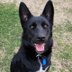 Un Pembroke Kelpie Dog assis sur une surface herbacée et portant un collier autour du cou