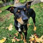 Un Pembroke Kelpie Dog sur un terrain herbeux et portant un collier autour du cou