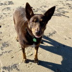 Un Pembroke Kelpie Dog sur une surface sableuse et portant un collier autour du cou
