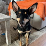 Un Pembroke Kelpie Dog assis sur un tapis et semblant détendu