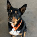 Un Pembroke Kelpie Dog assis sur une surface bétonnée et portant un collier autour du cou