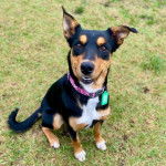 Un Pembroke Kelpie Dog assis sur une surface herbacée et portant un collier autour du cou