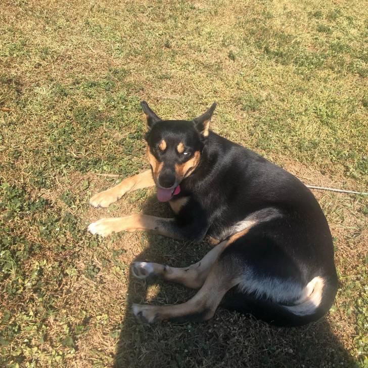 Un Pembroke Kelpie Dog allongé sur une surface herbacée et qui est tenu en laisse 