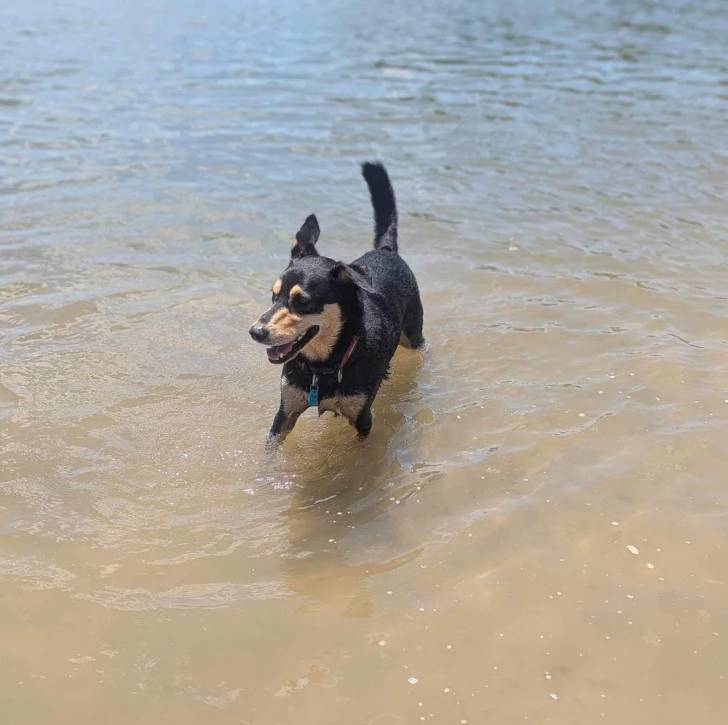 Un Pembroke Kelpie Dog dans l'eau et portant un collier autour du cou