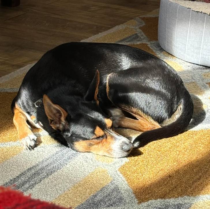 Un Pembroke Kelpie Dog allongé sur un tapis et semblant détendu 
