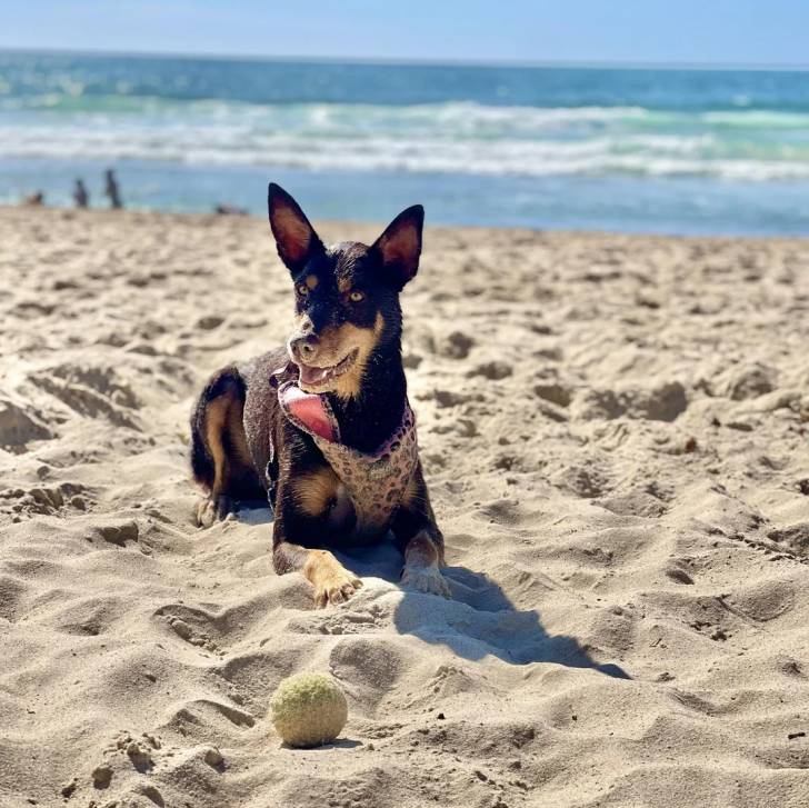 Un Pembroke Kelpie Dog allongé sur une surface sableuse et portant un harnaus 