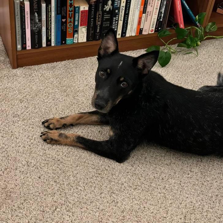 Un Pembroke Kelpie Dog allongé sur une moquette et regardant vers la caméra 