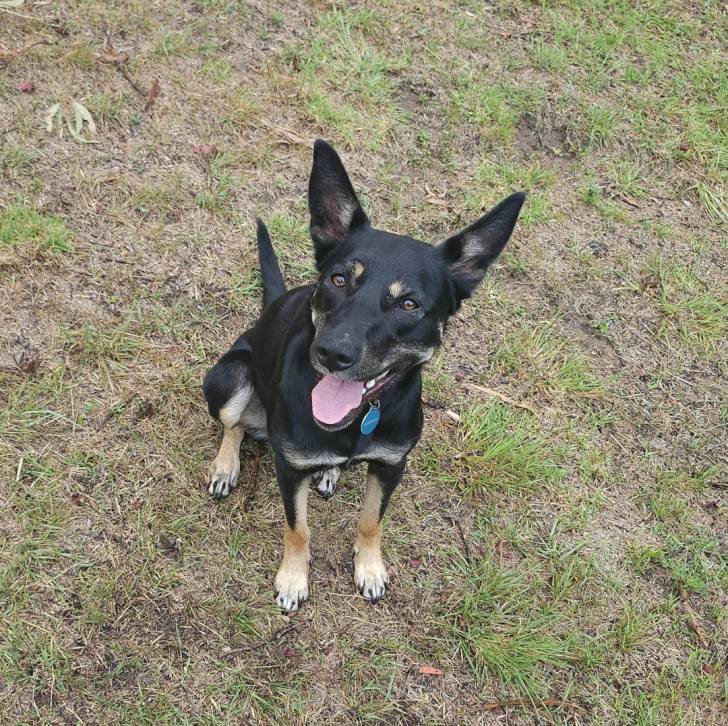 Un Pembroke Kelpie Dog assis sur une surface herbacée et portant un collier autour du cou