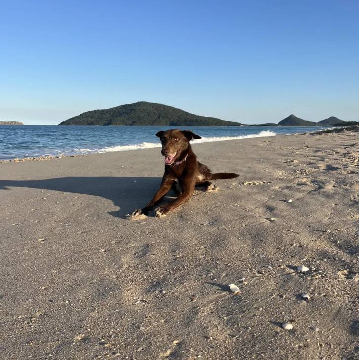 Un Pembroke Kelpie Dog allongé sur une surface sableuse et portant un collier autour du cou