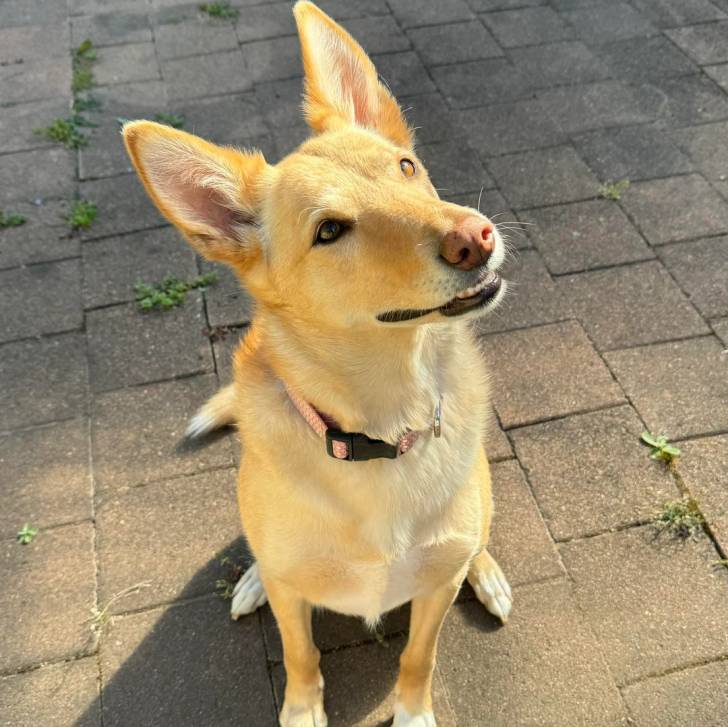 Un Pembroke Kelpie Dog assis sur un sol pavé et portant un collier autour du cou